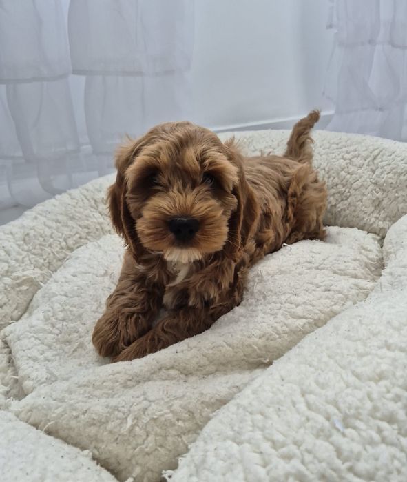 Cockapoo f1 Cockerspaniel & Pudel