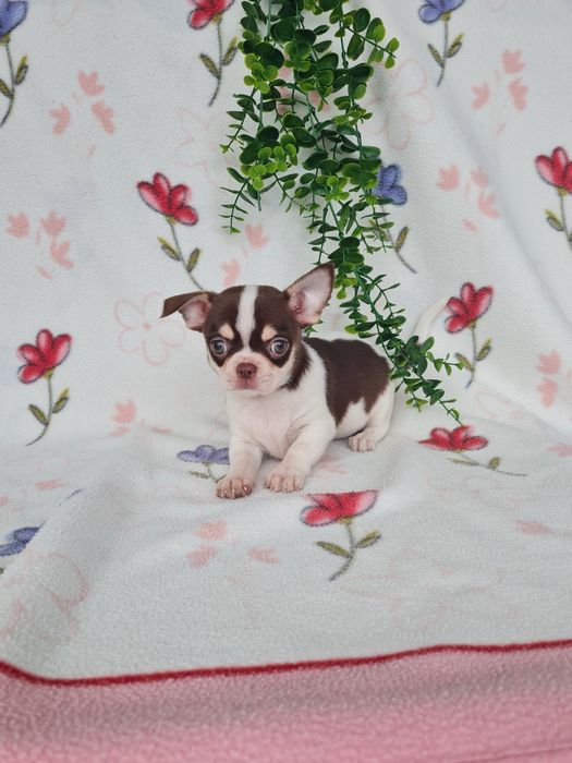 Excecional menina mini Chihuahua/Chiuaua LinhagemRussa de Qualidade