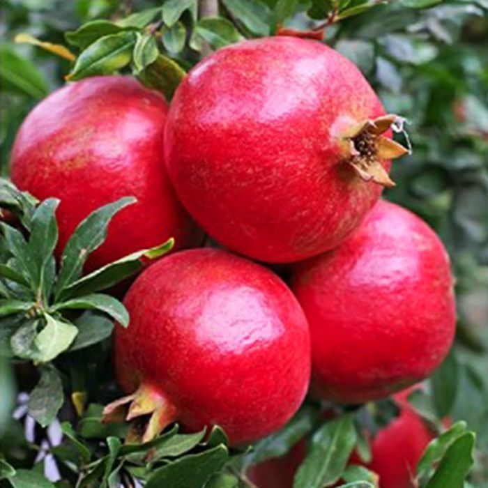 Саджанці гранату ОПТ–Роздріб / Саженцы граната ОПТ–Розница