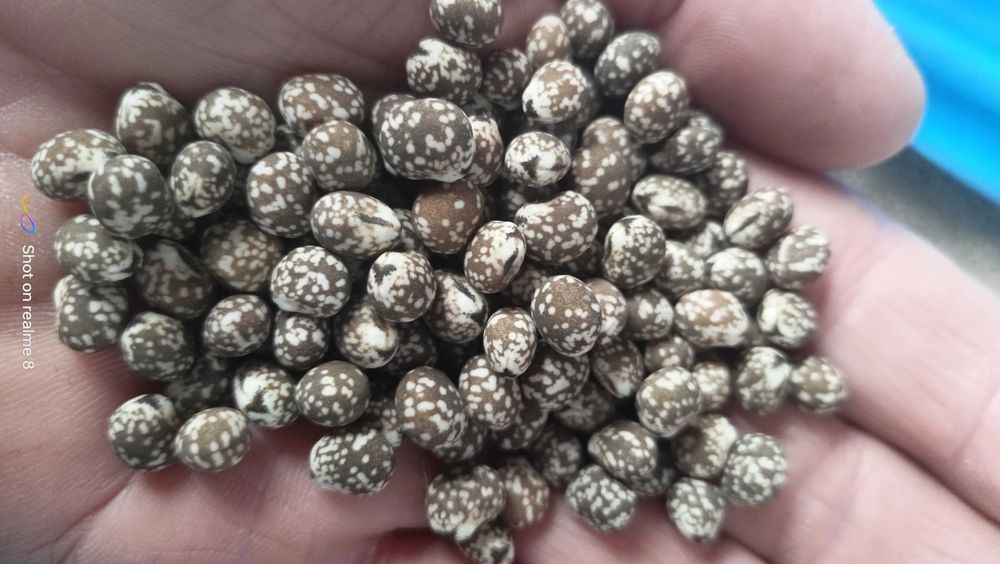 Łubin gorzki ekologiczny