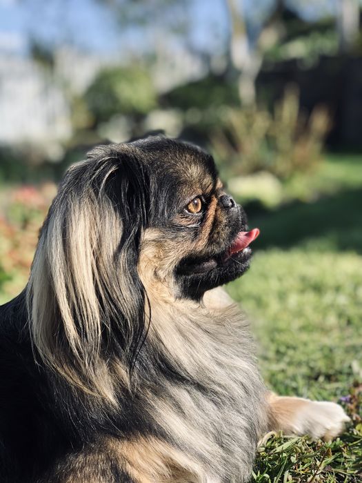 Пекінес , злучка , в‘язка, шукає дівчину, пару