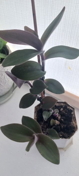 Вазони різні-лимон,традесканція,алоє,40грн