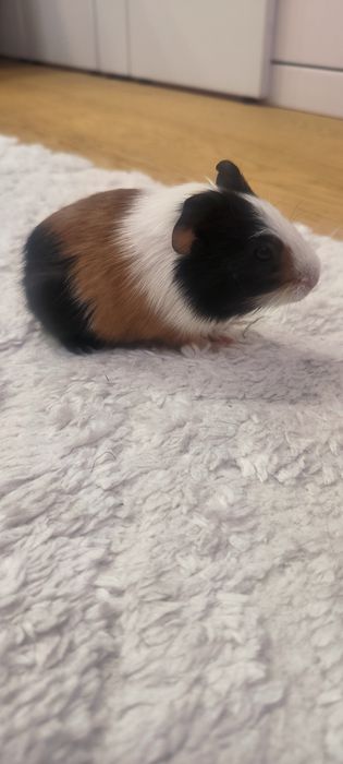 Морська свинка різного віку 100 грн