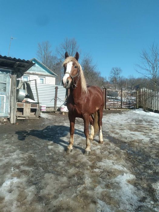 Продам жеребця 5років