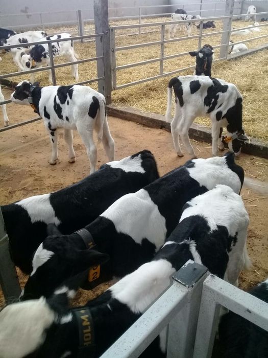 Продам телят. Породы сементал, щвиц, голштин.