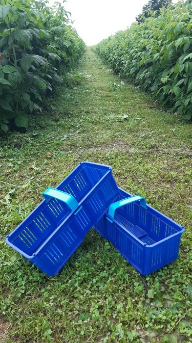 Лубянка кошик для ягід малини