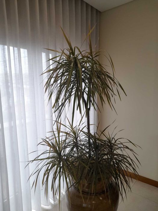 Vaso com suporte e planta natural