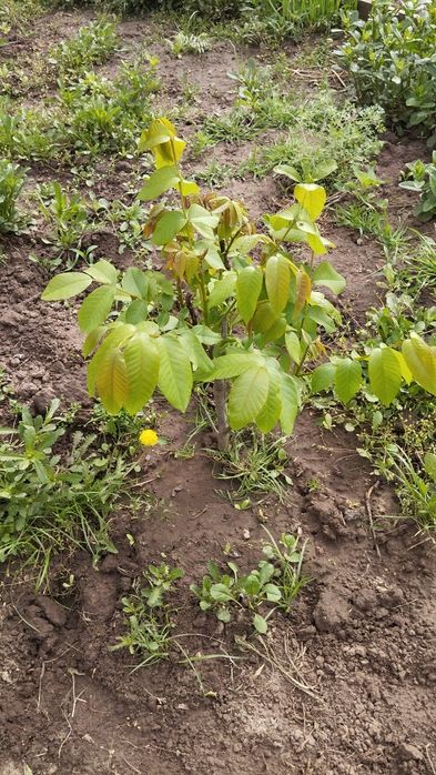 Лещина Фундук Грецкий орех саженцы