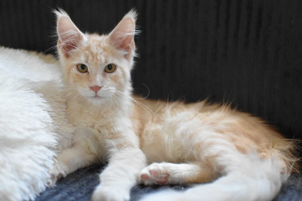 REZERWACJA/Gotowy do Odbioru/Kocurek Maine Coon/Rodowód FPL