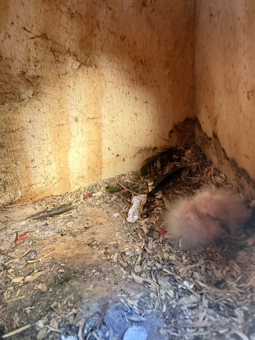 Vendo Loris Molucanos para criar à mão