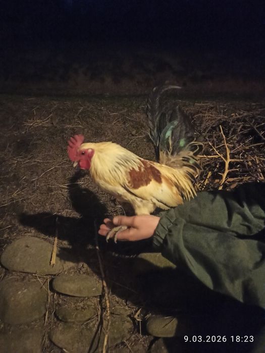 Sprzedam koguty liliputy