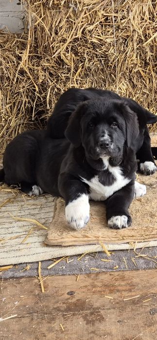 Owczarek środkowoazjatycki ZKwP FCI