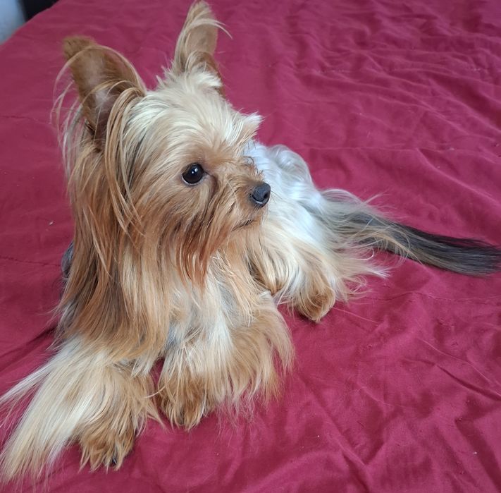 Yorkshire terrier macho para acasalar414933046767790082