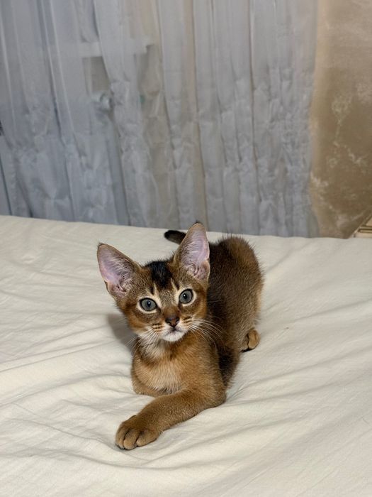 Абвссиньскі кошенята