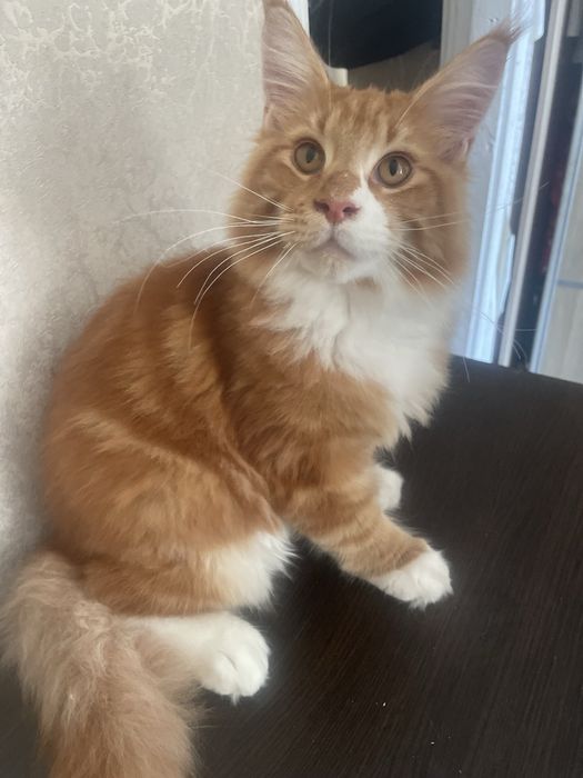 Продам  хлопчика Мейн-Кун!!!