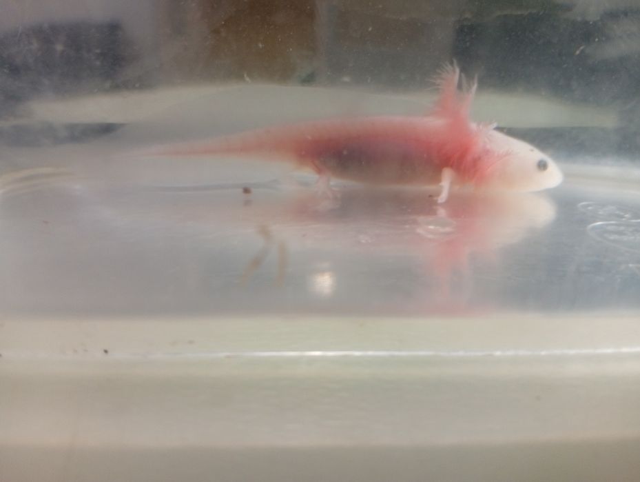 Axolote leucistico - reservado