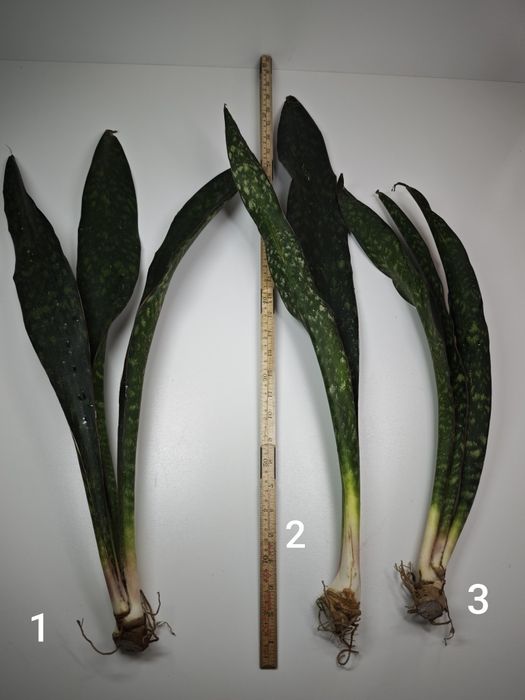 REZERWACJA Sansevieria Ngare Nanyuki