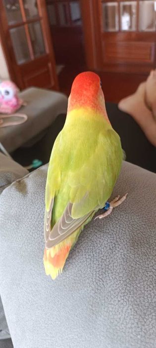 Agapórnis Roseicollis para levantarem voo