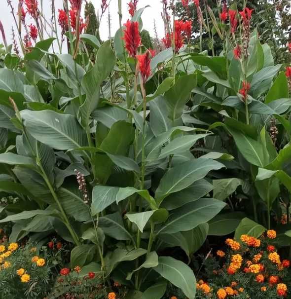 Canna Kanna Paciorecznik 10 szt ( duża )