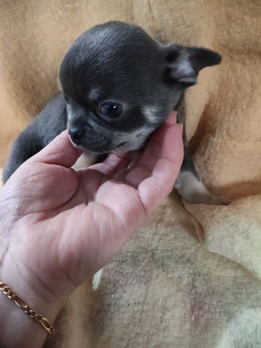 Chihuahua macho lindo