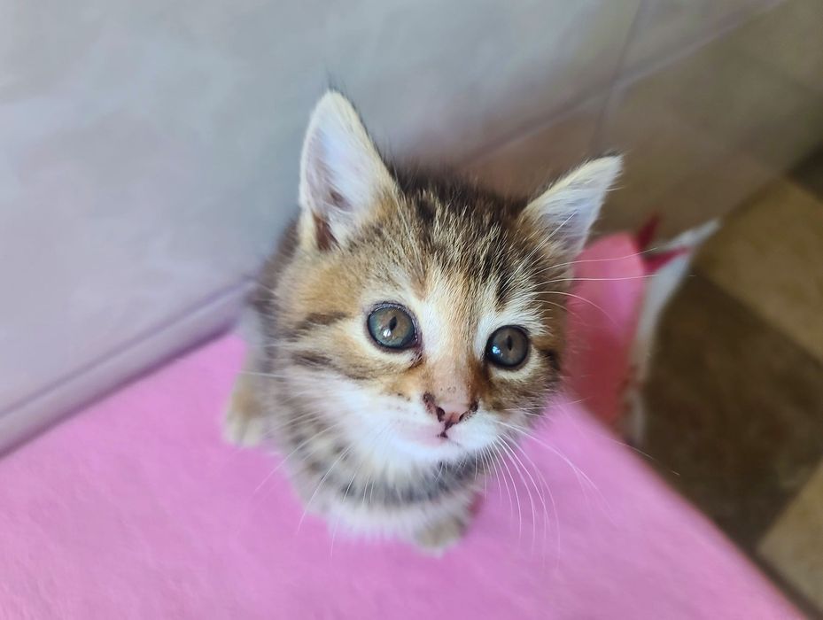 Кото-дитина в мріях про сім'ю, кішка Міра, 2м, кіт, кішка