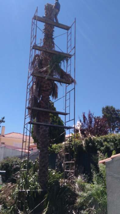 Limpeza corte e abate