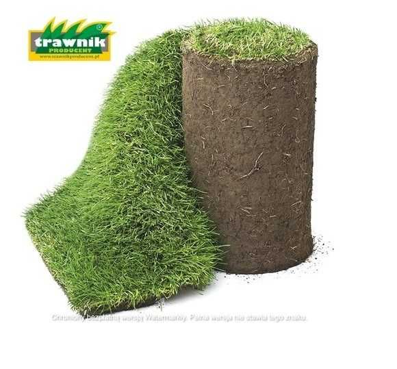 Trawnik z rolki Ogrodowo Sportowy