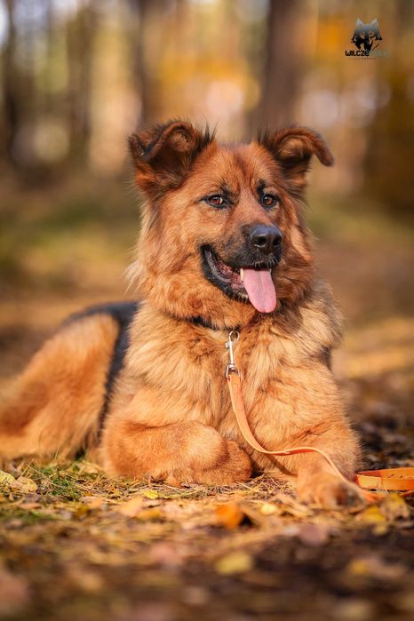 Hebe , młoda suka w typie owczarka do adopcji z fundacji