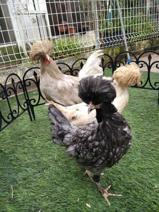 Paduanas (casal ou trio)