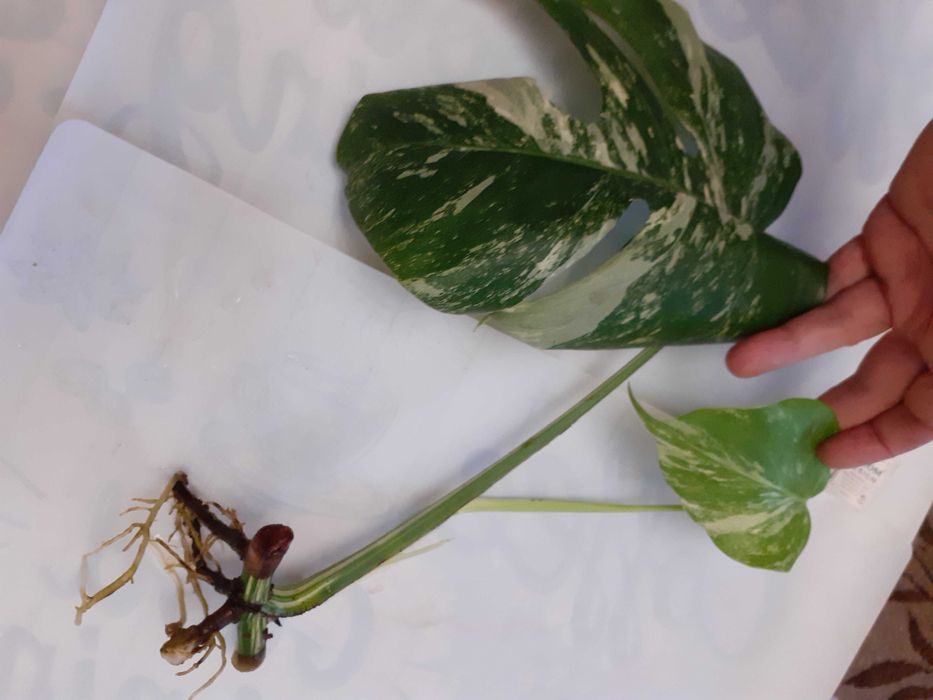 Pędówka z BIAŁA Monstera Variegata do sadzenia w doniczkę