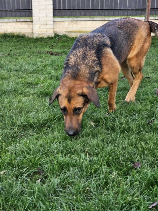 Michalinka 1,5 r większa piękna i łagodna  suczka do adopcji