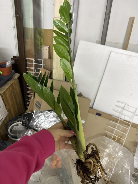 Замиокулькас продам