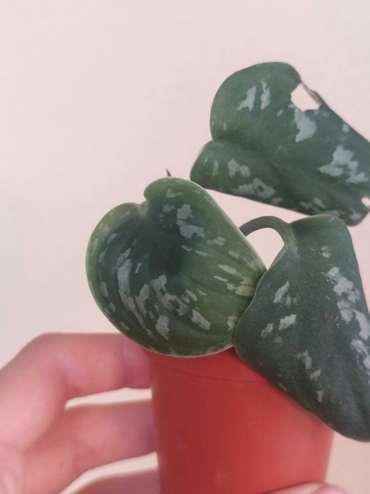 Planta Scindapsus pictus64286054601987121