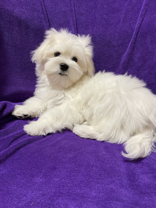 Мальтезе хлопчик