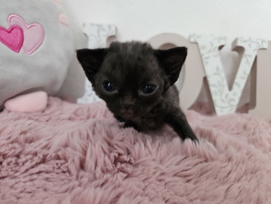 REA czarna pręgowana kotka Devon Rex WCF