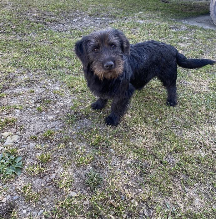 Oddam młodego pieska