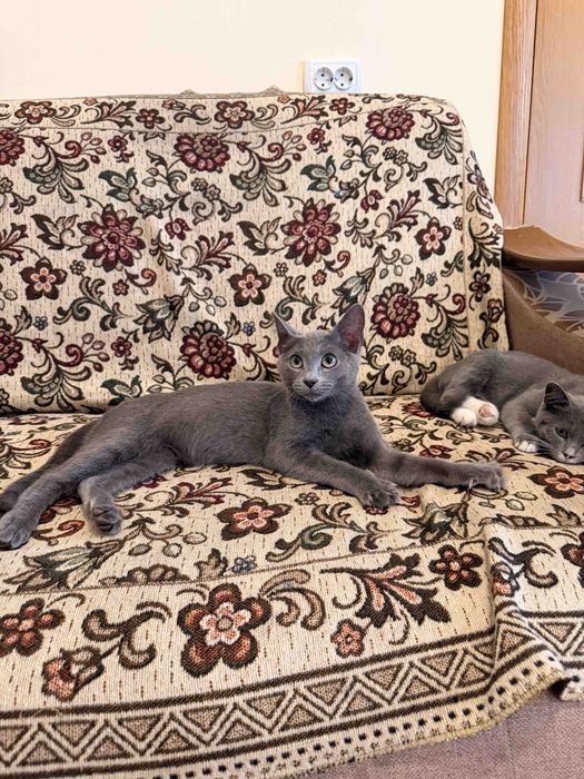 Кошеня дівчина шукає родину безкоштовно