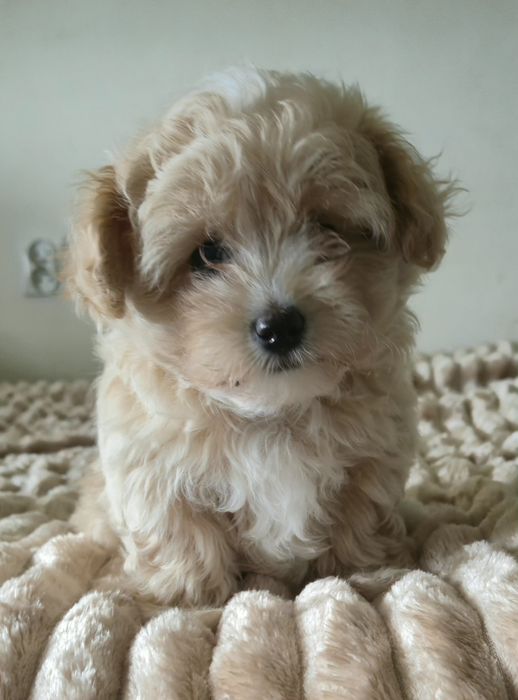 Cudowna  maltipoo F1  dziewczynka
