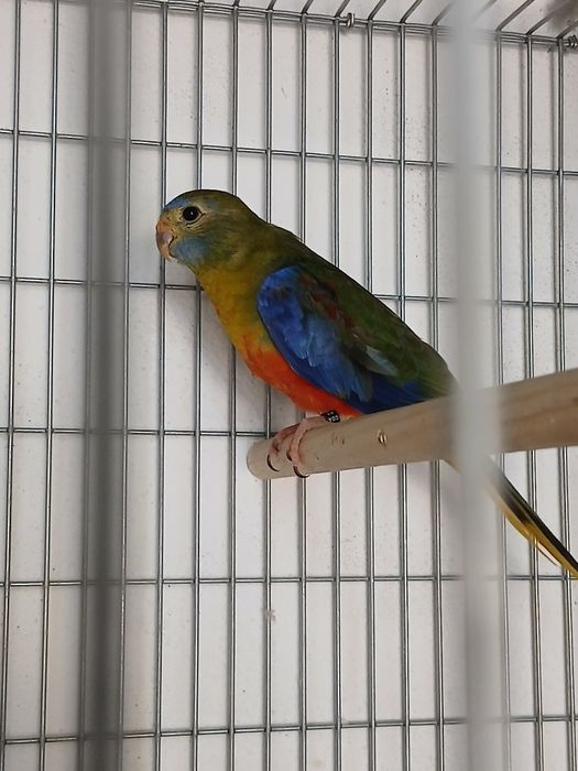 Neophemea pulchella
