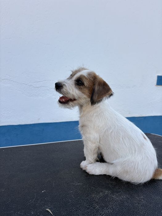 Jack Russell Terrier Broken C/Pedigree e Afixo