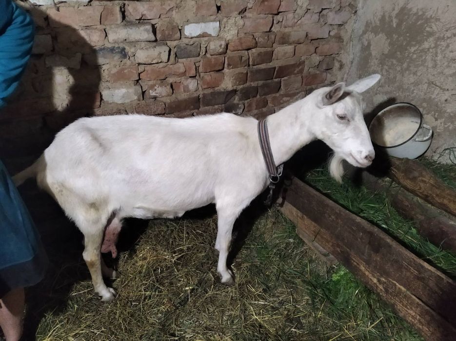 КОЗА продається з козеням