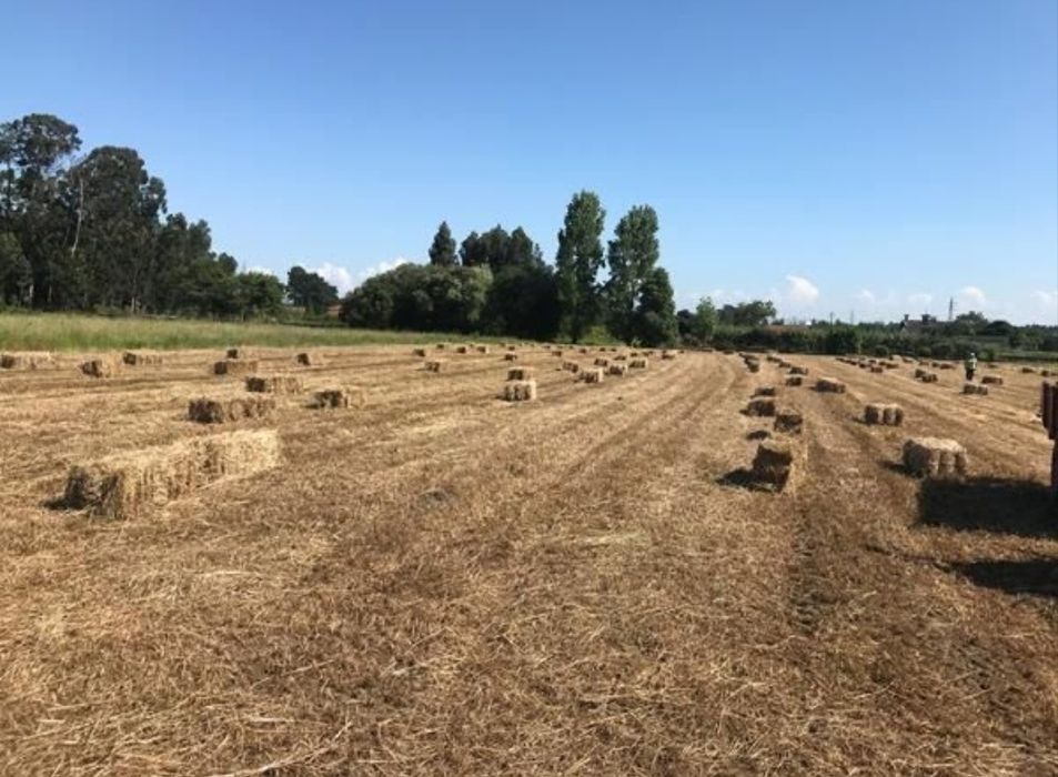 Fardos de palha.