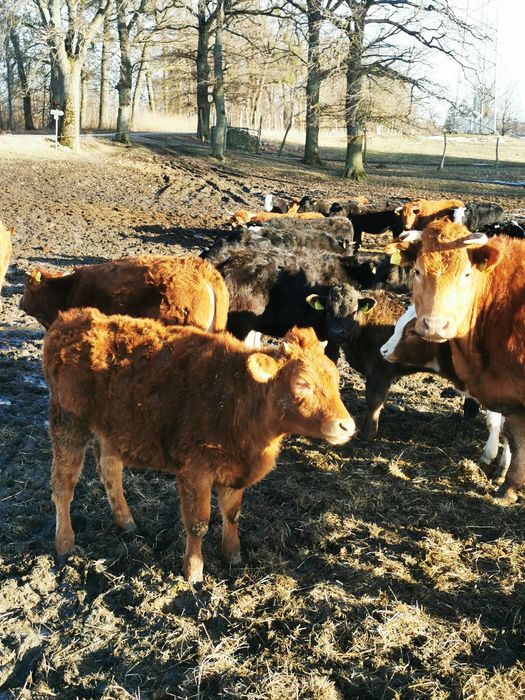 Sprzedam jałówki cielne, byczki, krowy, cielaki