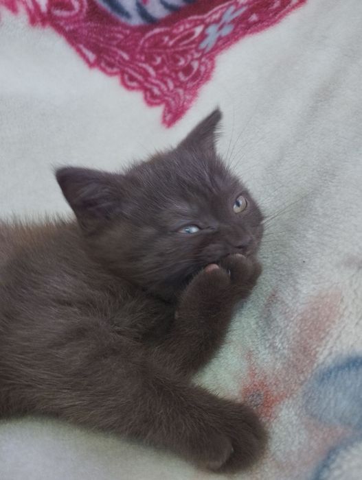 Шотландський шоколадного окрасу хлопчик