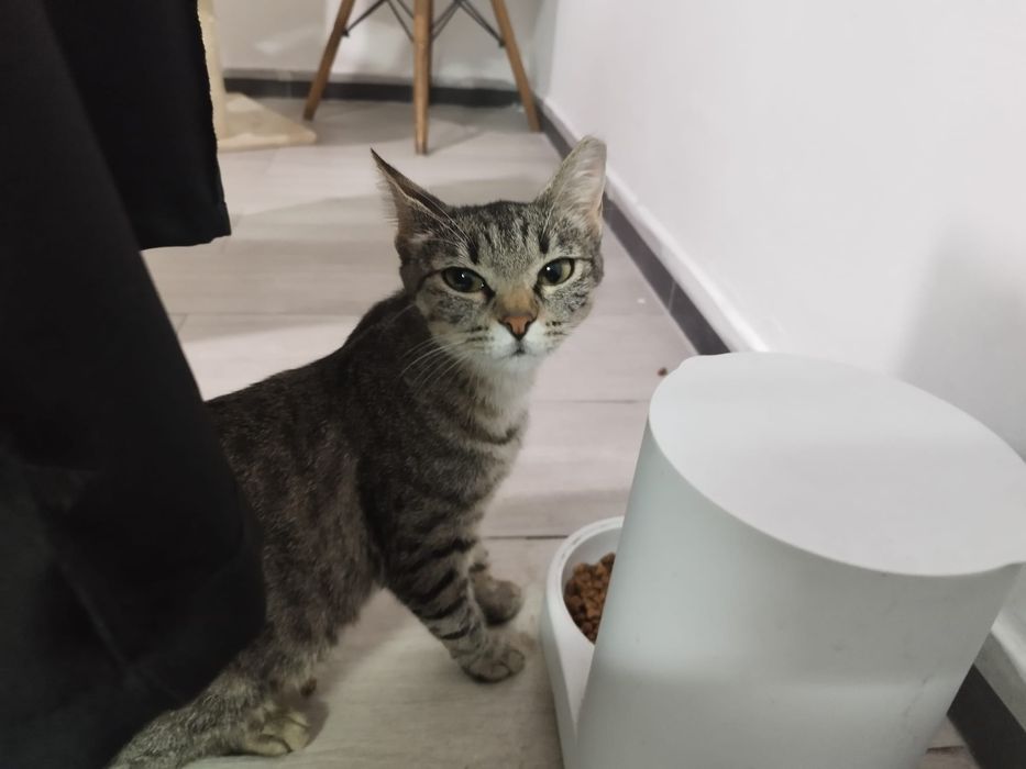 Gata para adoção