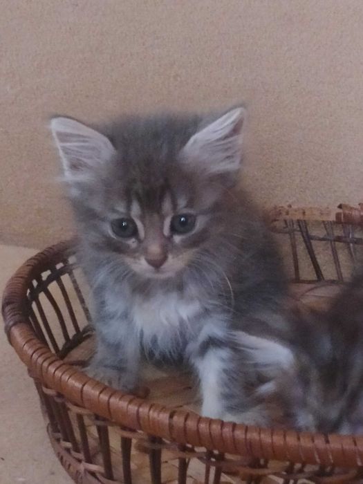 Сибірські кошенята