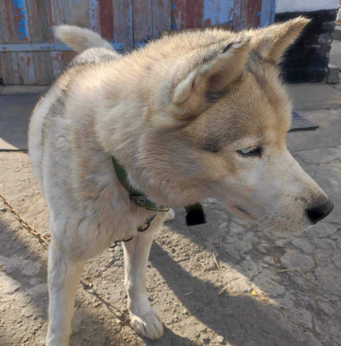 Найден кобель ХАСКИ или МАЛАМУТ