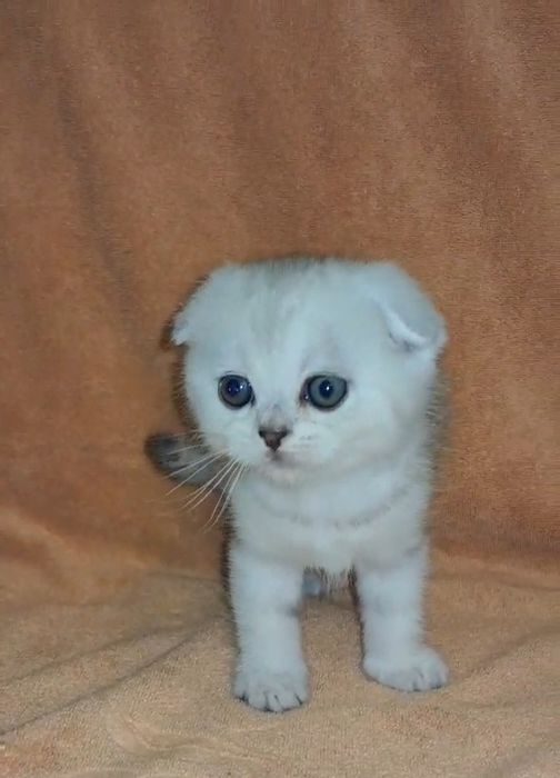 Шотландский вислоухий мальчик серебристая шиншилла