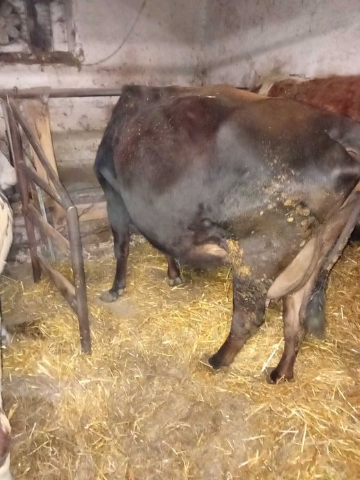 Krowy mleczne trzy sztuki