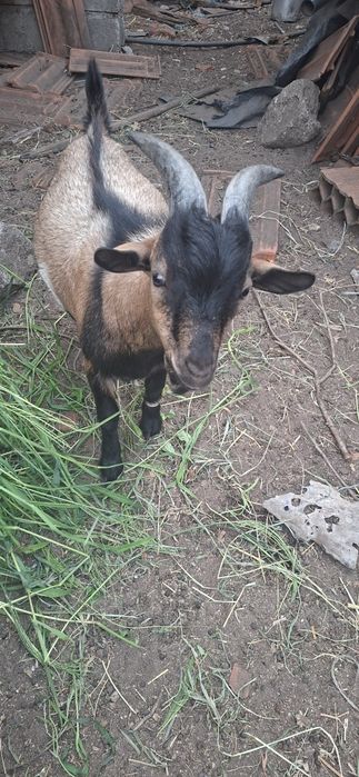 Cabrito Anão 7 meses
